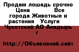 Продам лошадь срочно › Цена ­ 30 000 - Все города Животные и растения » Услуги   . Чукотский АО,Анадырь г.